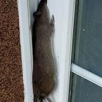 szczur na oknie